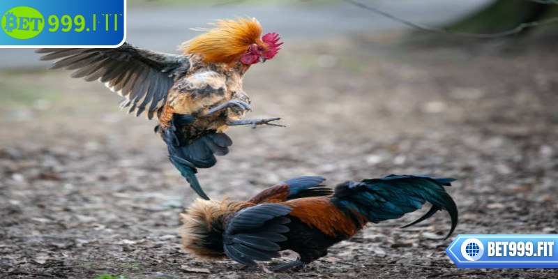 Khái niệm đá gà 4K BET999 cho người mới