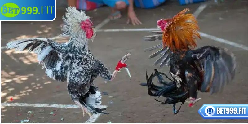 Đá gà cựa dao BET999 – Sân chơi dành cho tín đồ cá cược 3 Nên ưu tiên những trận đấu có thông tin rõ ràng về chiến kê chiến
