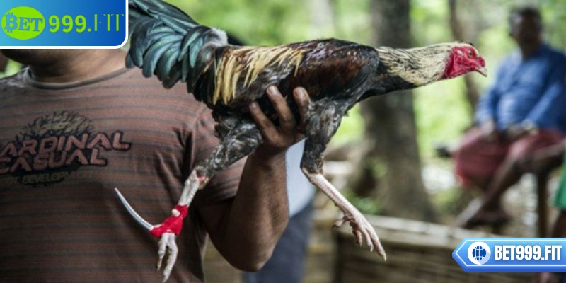 Đá gà cựa dao BET999 – Sân chơi dành cho tín đồ cá cược 2 Trò chơi đem lại những trận đấu gay cấn và trải nghiệm chân thực