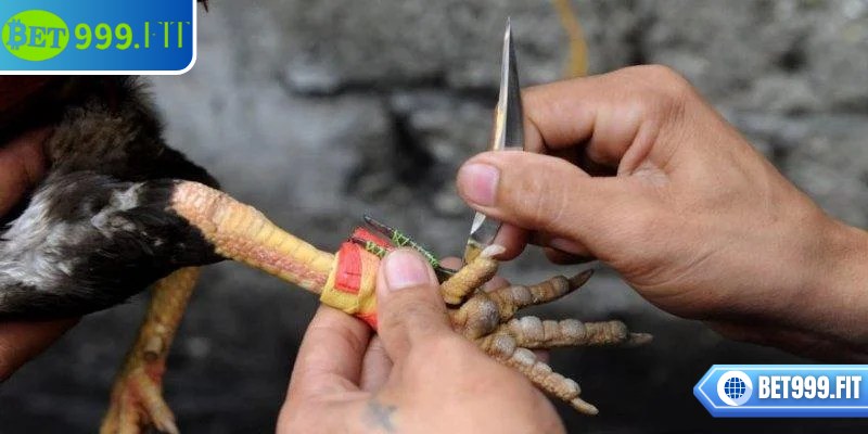 Nắm được các loại kèo trong trò chơi để tham gia hiệu quả