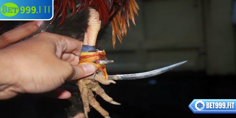 Điều chỉnh mức cược giúp người chơi linh hoạt trong trận đấu