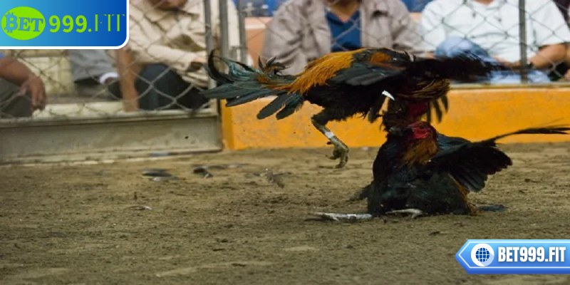 Đá gà cựa sắt BET999 nổi bật với những trận đấu nhanh, nhịp điệu cao