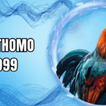 Đá gà Thomo BET999 – Cá cược đỉnh cao cho người mê chọi gà