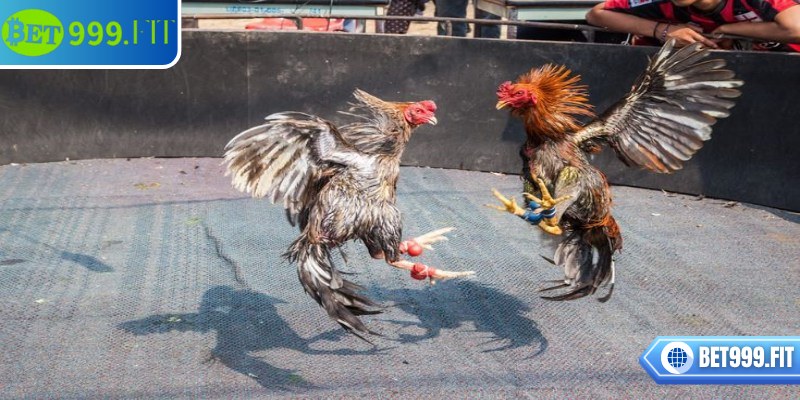 Cách tham gia cá cược đơn giản, dễ hiểu