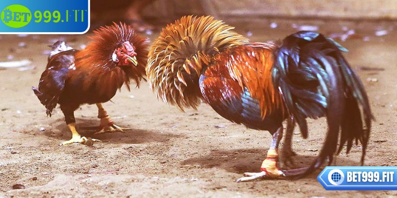 Đá gà Thomo BET999 là lựa chọn hàng đầu của nhiều tín đồ giải trí