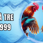 Đá gà tre BET999 – Sân chơi kịch tính cho mọi sư kê
