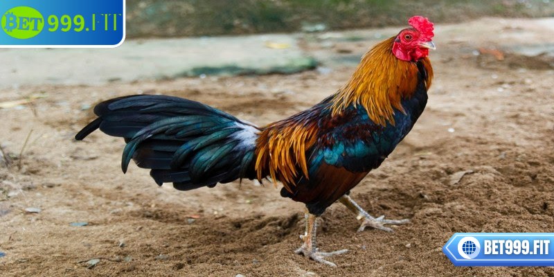 Trọng lượng và tuổi tác của gà có thể ảnh hưởng đến tốc độ