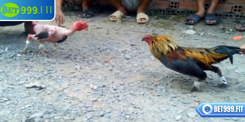 Tìm hiểu các yếu tố tạo nên sức hấp dẫn của đá gà tre BET999