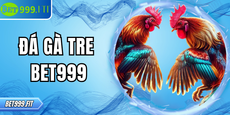 Đá gà tre BET999 – Sân chơi kịch tính cho mọi sư kê