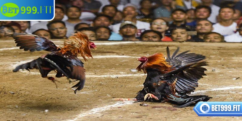 Đá gà trực tiếp BET999 giúp trải nghiệm trở nên kịch tính, hấp dẫn hơn