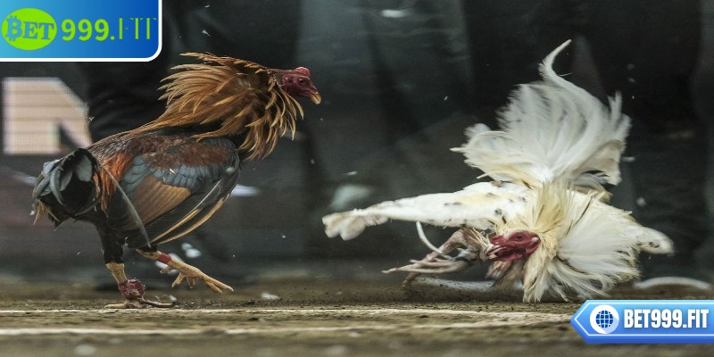 Tất cả các trận đấu đều mang lại trải nghiệm công bằng và an toàn